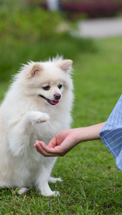 my furry best friend pomeranian dog