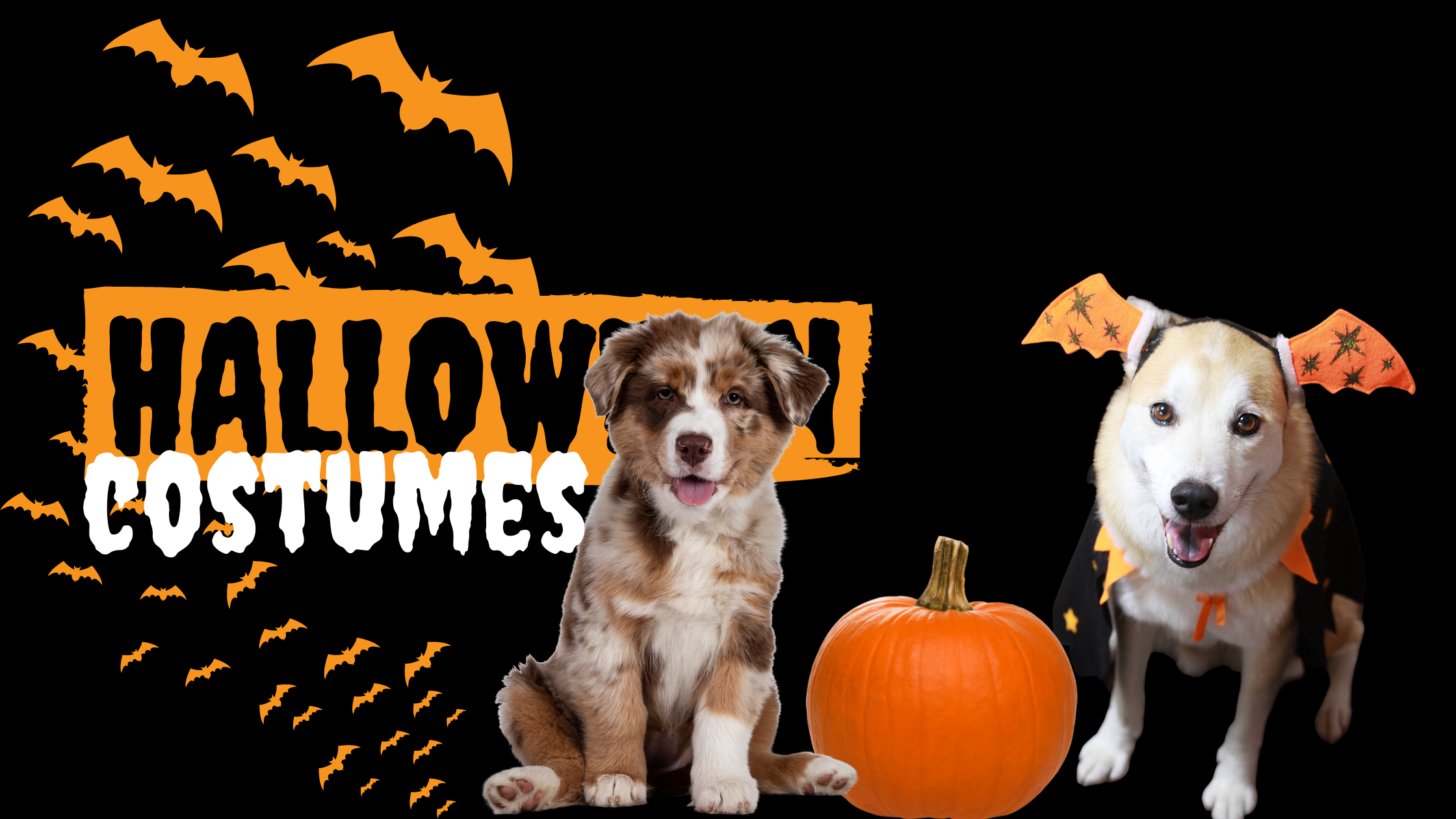 My Furry Best Friend Halloween Costumes for dogs